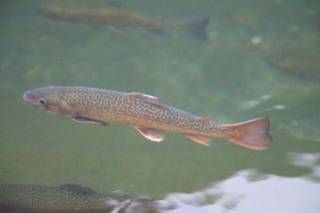 小菅トラウトガーデン 釣果