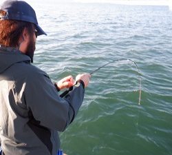 遊漁船 幸友丸 釣果