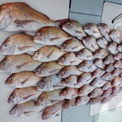 遊漁船 幸友丸 釣果