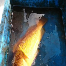 海龍丸(福岡) 釣果