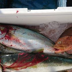 海龍丸(福岡) 釣果