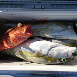 海龍丸(福岡) 釣果