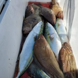 ブルーピア 釣果