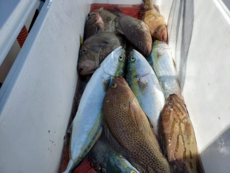 ブルーピア 釣果