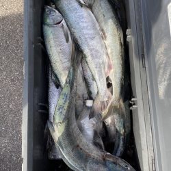 第八平成丸 釣果