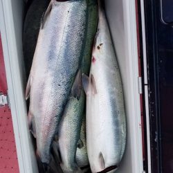 第八平成丸 釣果