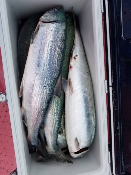 第八平成丸 釣果