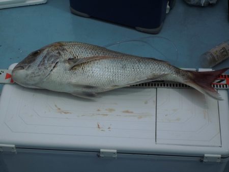 十八宝洋丸 釣果