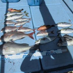 十八宝洋丸 釣果