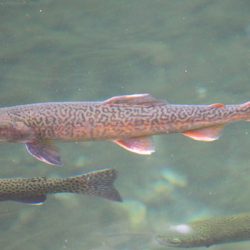 小菅トラウトガーデン 釣果