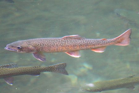 小菅トラウトガーデン 釣果