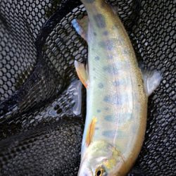 小菅トラウトガーデン 釣果