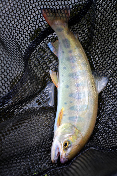 小菅トラウトガーデン 釣果