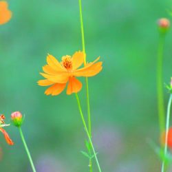 小菅トラウトガーデン 釣果