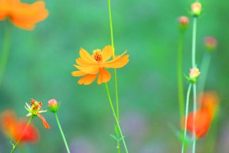 小菅トラウトガーデン 釣果