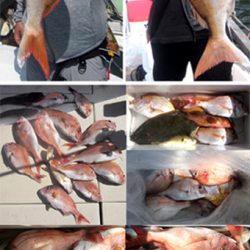 来温丸(らいおんまる) 釣果