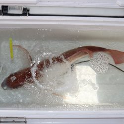 松本釣船２ 釣果