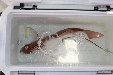 松本釣船２ 釣果