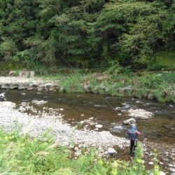 大井川(大井川(非)漁業協同組合) 釣果