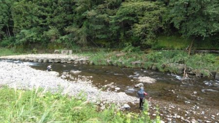 大井川(大井川(非)漁業協同組合) 釣果