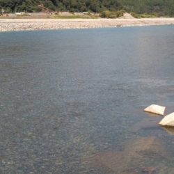 大井川(大井川(非)漁業協同組合) 釣果