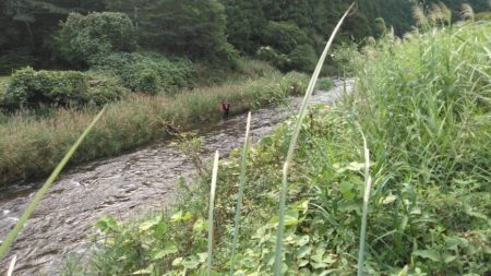 大井川(大井川(非)漁業協同組合) 釣果