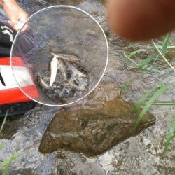 大井川(大井川(非)漁業協同組合) 釣果