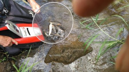 大井川（大井川(非)漁業協同組合） 釣果