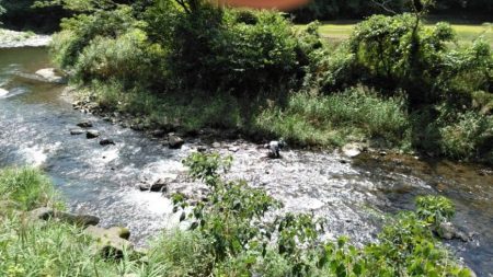 大井川(大井川(非)漁業協同組合) 釣果