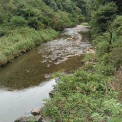 大井川（大井川(非)漁業協同組合） 釣果