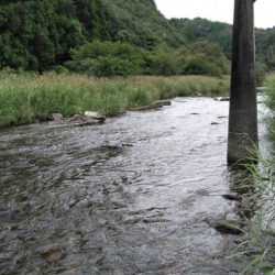 大井川（大井川(非)漁業協同組合） 釣果
