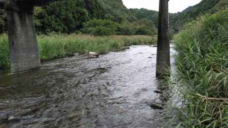 大井川（大井川(非)漁業協同組合） 釣果