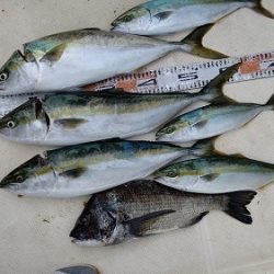 ルアー船マヒマヒ 釣果