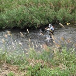 大井川(大井川(非)漁業協同組合) 釣果