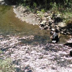 大井川(大井川(非)漁業協同組合) 釣果