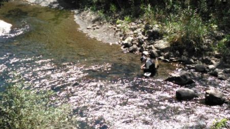 大井川(大井川(非)漁業協同組合) 釣果