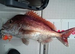 愛裕南丸 釣果