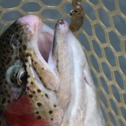 小菅トラウトガーデン 釣果