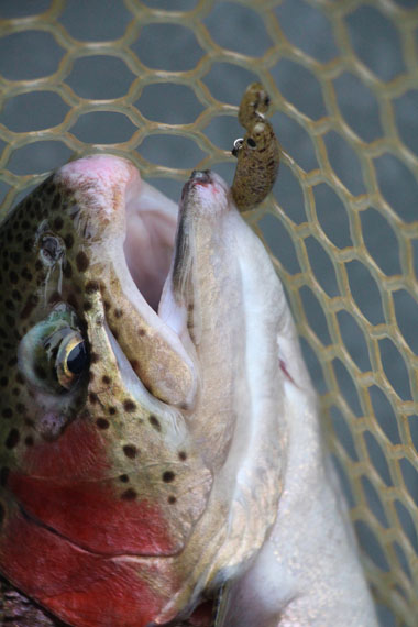 小菅トラウトガーデン 釣果