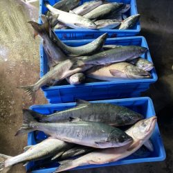 第八平成丸 釣果