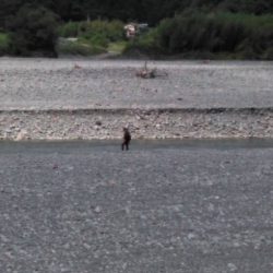 大井川(大井川(非)漁業協同組合) 釣果