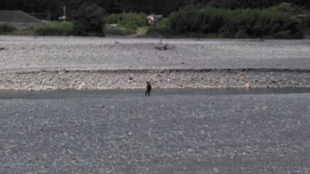 大井川(大井川(非)漁業協同組合) 釣果