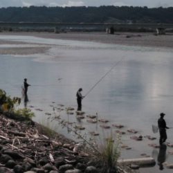 大井川(大井川(非)漁業協同組合) 釣果
