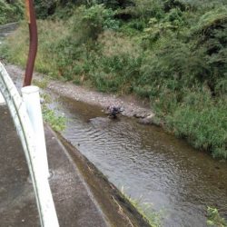 大井川(大井川(非)漁業協同組合) 釣果