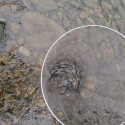 大井川(大井川(非)漁業協同組合) 釣果