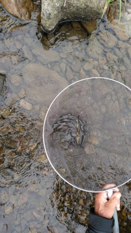 大井川(大井川(非)漁業協同組合) 釣果