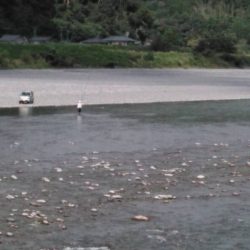 大井川(大井川(非)漁業協同組合) 釣果