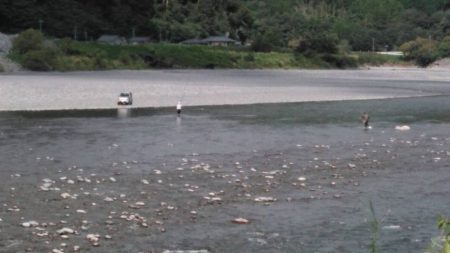 大井川（大井川(非)漁業協同組合） 釣果