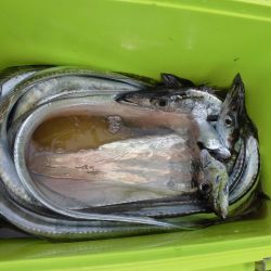 十八宝洋丸 釣果