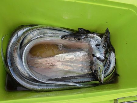 十八宝洋丸 釣果